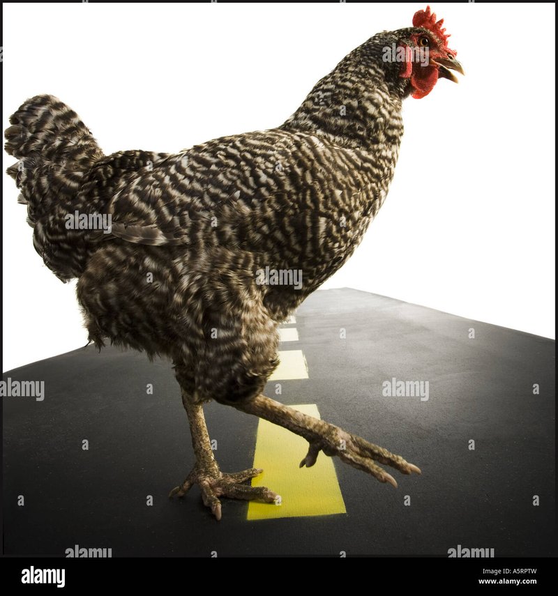 Netherlands - chicken road gokspel